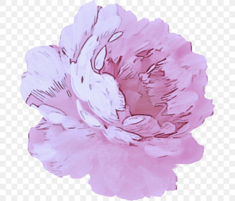 Pink Flower Petal Peony Plant, PNG, 681x700px, Pink, Carnation, Chinese Peony, Common Peony, Cut Flowers Download Free
