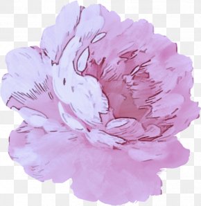 Carnation Flowering Plant - Pink Flower Petal Peony Plant PNG