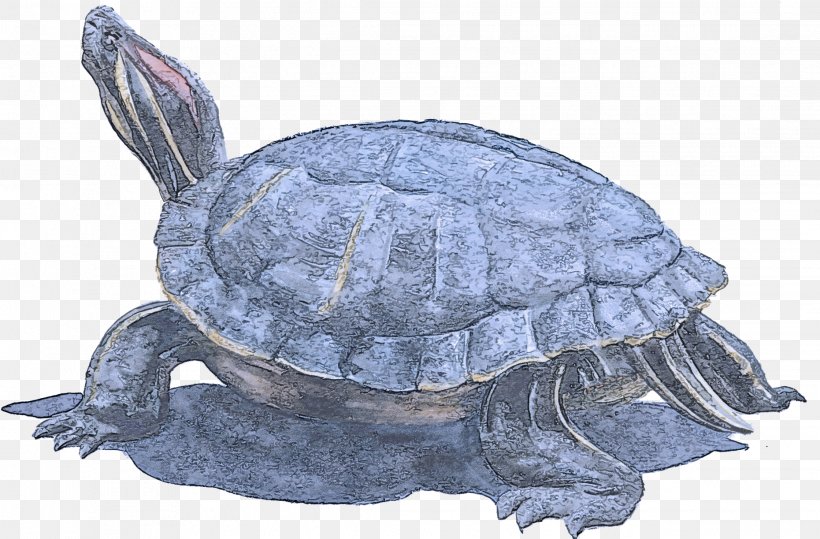 Tortoise Pond Turtle Turtle Reptile Kinosternidae, PNG, 2239x1472px, Tortoise, Box Turtle, Kemps Ridley Sea Turtle, Kinosternidae, Pond Turtle Download Free