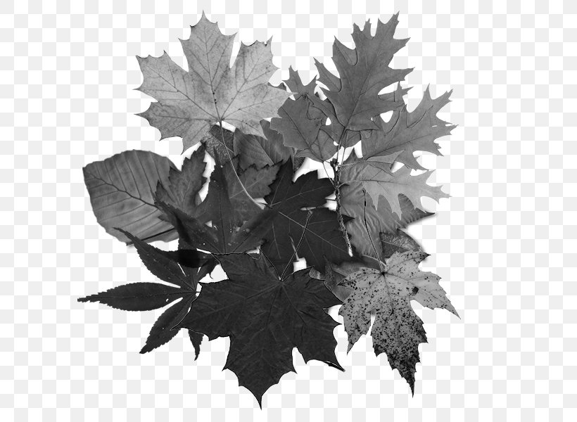 Clip Art Leaf Tree Drawing Paper, PNG, 600x600px, Leaf, Autumn Leaf Color, Black Maple, Blackandwhite, Drawing Download Free