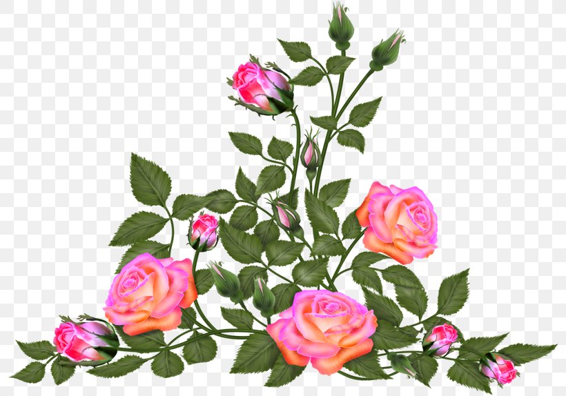 Garden Roses Cabbage Rose Cut Flowers Floral Design, PNG, 799x574px, Garden Roses, Annual Plant, Bud, Cabbage Rose, Cut Flowers Download Free