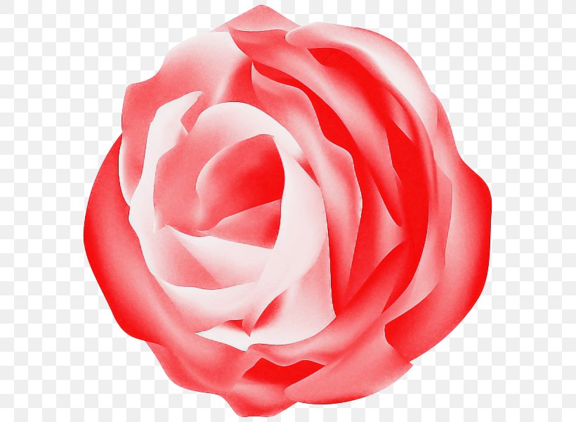 Garden Roses, PNG, 595x600px, Garden Roses, Floribunda, Flower, Hybrid Tea Rose, Petal Download Free