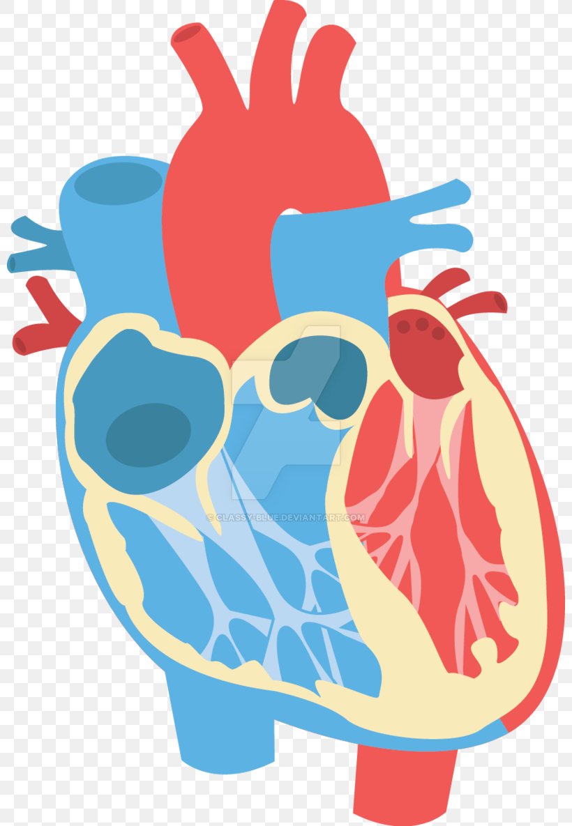 Heart Diagram Anatomy Clip Art, PNG, 800x1185px, Watercolor, Cartoon, Flower, Frame, Heart Download Free