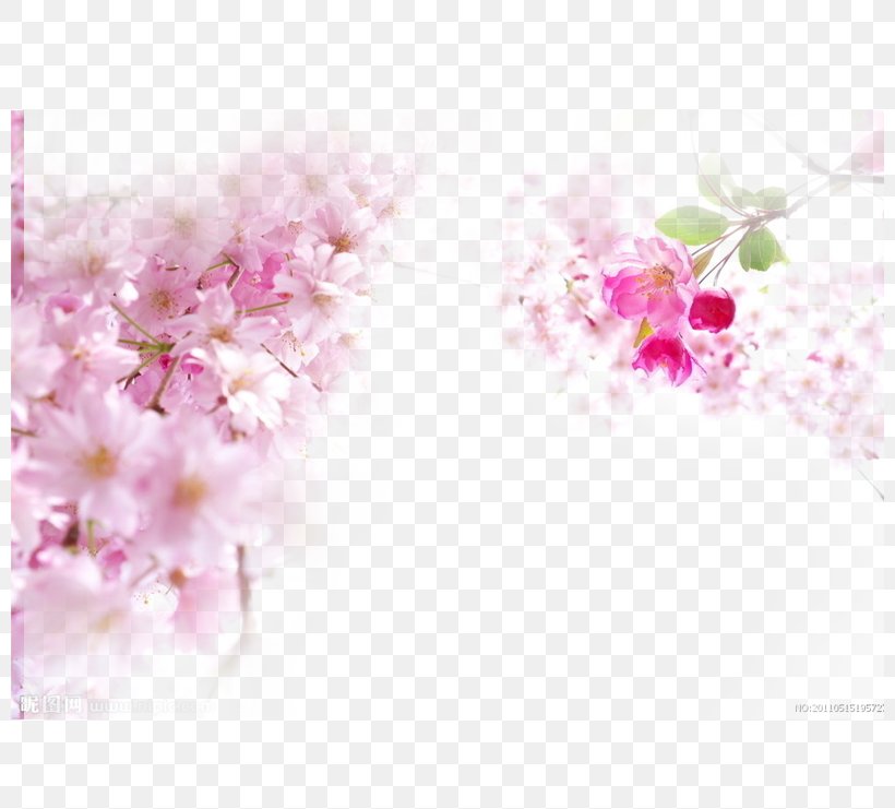 National Cherry Blossom Festival Pink, PNG, 800x741px, National Cherry Blossom Festival, Blossom, Branch, Cerasus, Cherry Download Free