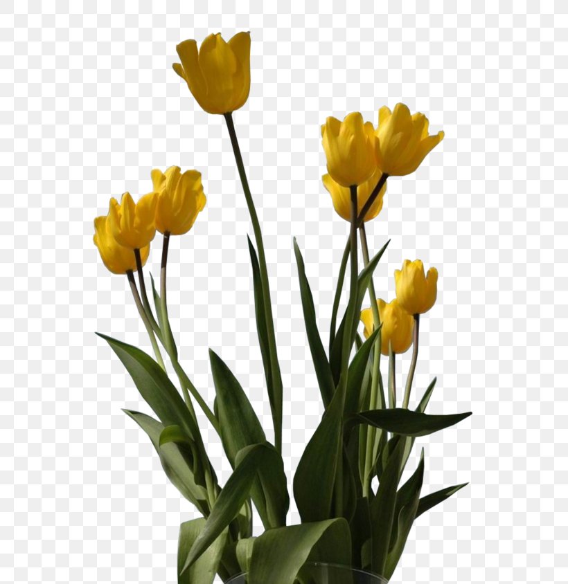 Tulip Cut Flowers Floristry Petal, PNG, 572x844px, Tulip, Antwoord, Cut Flowers, Floristry, Flower Download Free