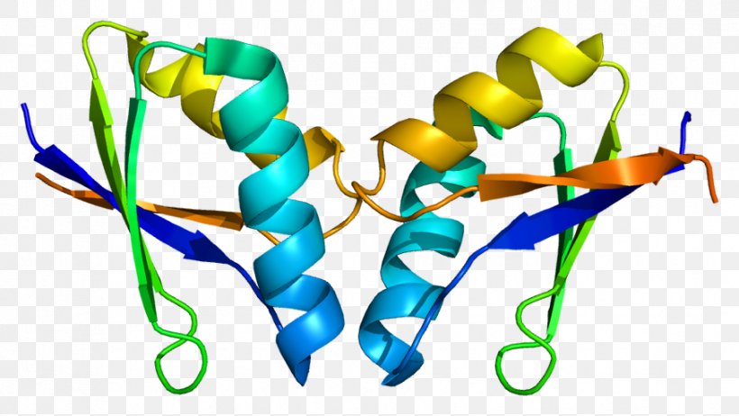 ATOX1 Protein Structure Hephaestin DMT1, PNG, 906x511px, Protein, Branch, Chaperone, Encyclopedia, English Wikipedia Download Free