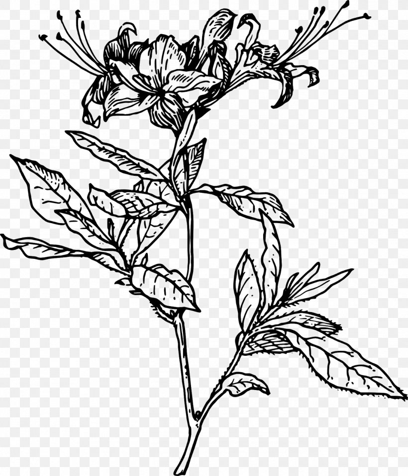 Clip Art Azalea Line Art Illustration Rhododendron, PNG, 1369x1600px, Azalea, Art, Blackandwhite, Botany, Branch Download Free