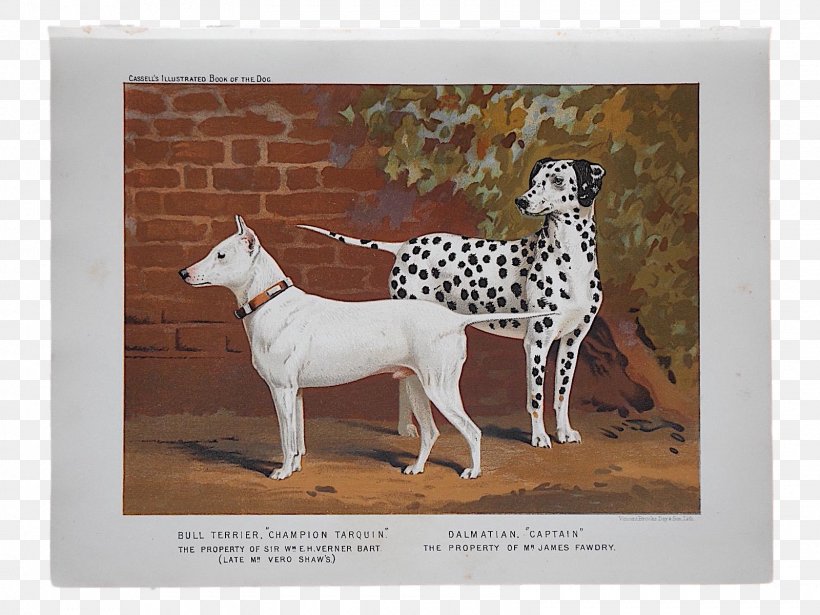 Dalmatian Dog Bull Terrier Italian Greyhound Dog Breed Dobermann, PNG, 1600x1200px, Dalmatian Dog, Bull And Terrier, Bull Terrier, Carnivoran, Dalmatian Download Free