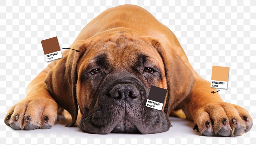 Dog Breed Bullmastiff Boerboel Boxer Tosa, PNG, 1366x774px, Dog Breed, Boerboel, Boxer, Breed, Bulldog Download Free
