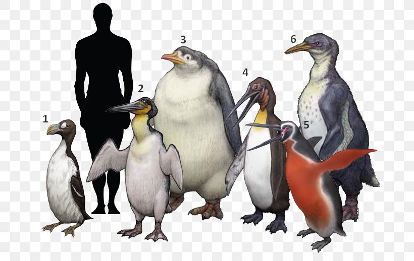King Penguin Bird Palaeeudyptinae Anthropornis Pachydyptes, PNG, 690x518px, King Penguin, Animal, Beak, Bird, Dinosaur Download Free