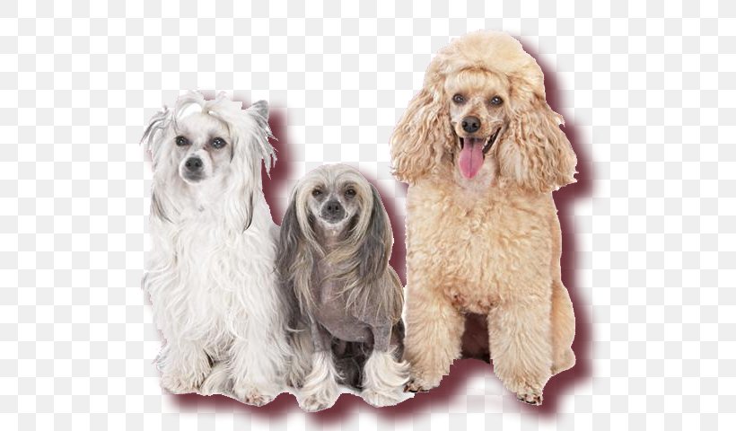 Miniature Poodle Cockapoo Toy Poodle Cavapoo Schnoodle, PNG, 615x480px, Miniature Poodle, Carnivoran, Cavachon, Cavapoo, Cockapoo Download Free