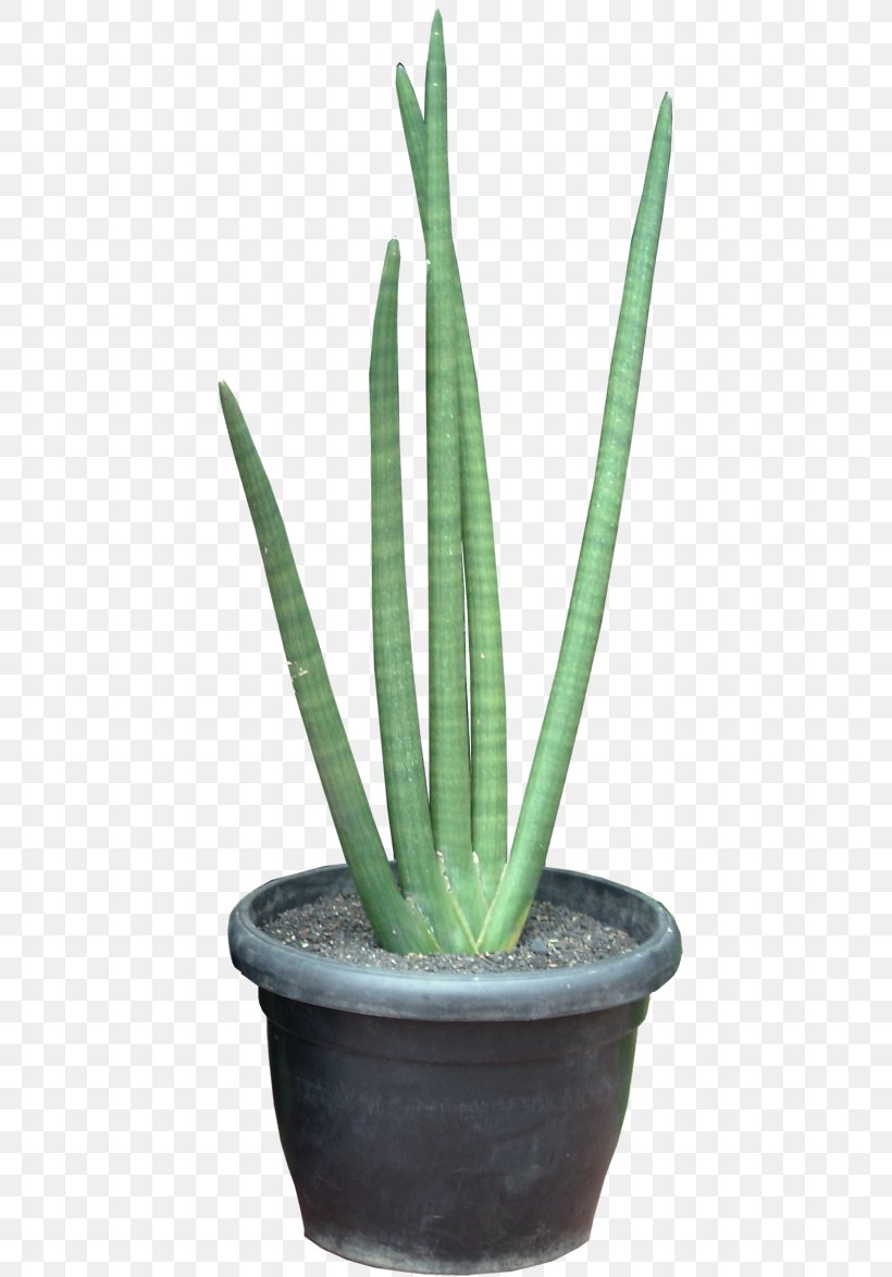 Sansevieria Cylindrica Viper's Bowstring Hemp Succulent Plant Sansevieria Erythraeae Triangle Cactus, PNG, 469x1174px, Sansevieria Cylindrica, Acanthocereus Tetragonus, Aloe, Aloe Vera, Cactaceae Download Free