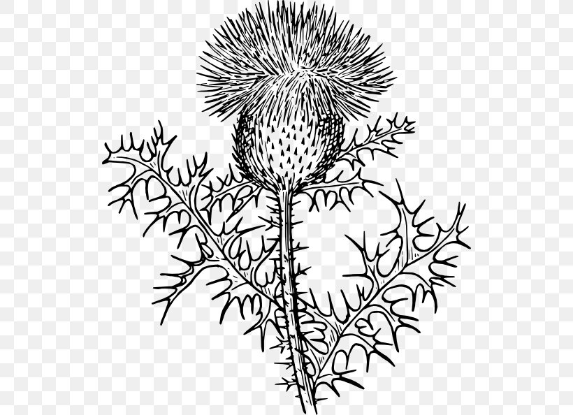 Scotland Milk Thistle Clip Art, PNG, 528x594px, Scotland, Artwork, Black And White, Branch, Color Download Free