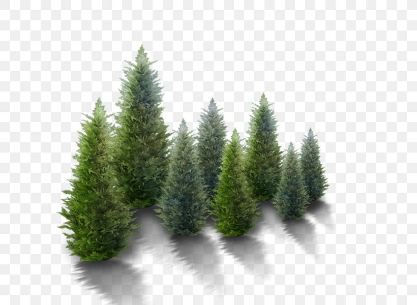 Fir Christmas Tree Pine, PNG, 600x600px, Fir, Biome, Christmas, Christmas Market, Christmas Tree Download Free