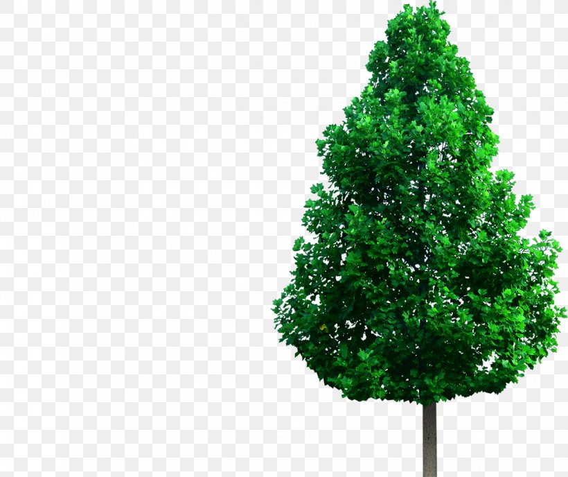 Liriodendron Chinense Tree Plant Green Deciduous, PNG, 1224x1028px, Liriodendron Chinense, Biome, Branch, Catalpa Ovata, Christmas Decoration Download Free