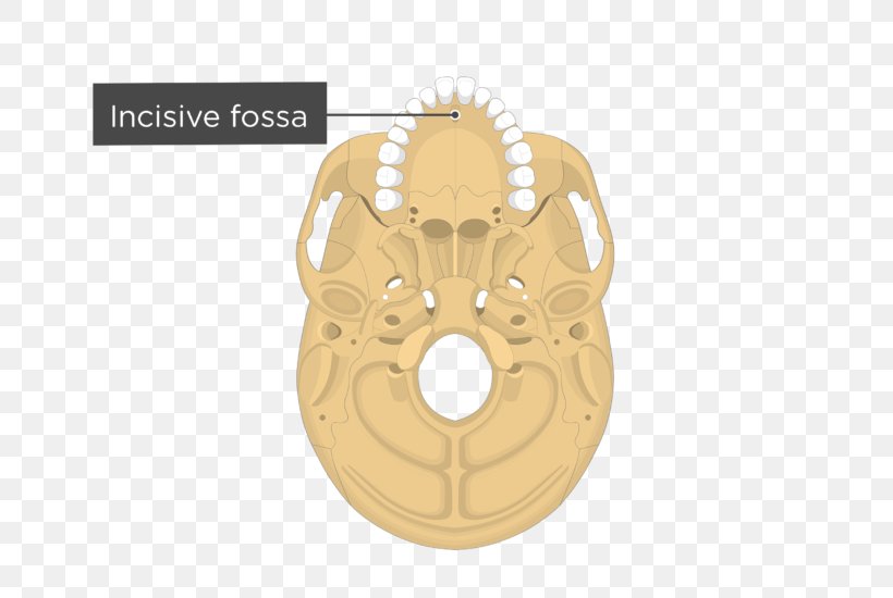 Pterygoid Processes Of The Sphenoid Palatine Process Of Maxilla Sphenoid Bone, PNG, 701x550px, Pterygoid Processes Of The Sphenoid, Alveolar Process, Anatomy, Bone, Mastoid Process Download Free