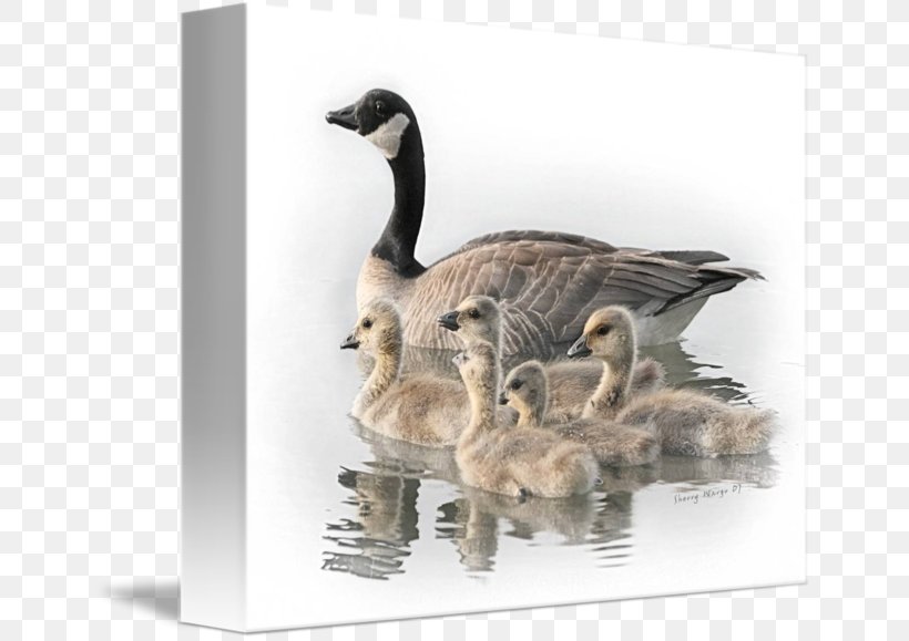 Canada Goose Duck Bird Mallard, PNG, 650x579px, Goose, Anatidae, Animal, Barnacle Goose, Beak Download Free