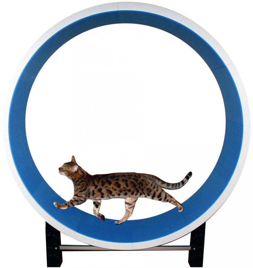 Cat Tree Kitten Felidae Wheel, PNG, 907x960px, Cat, Carnivoran, Cat Behavior, Cat Like Mammal, Cat Tree Download Free