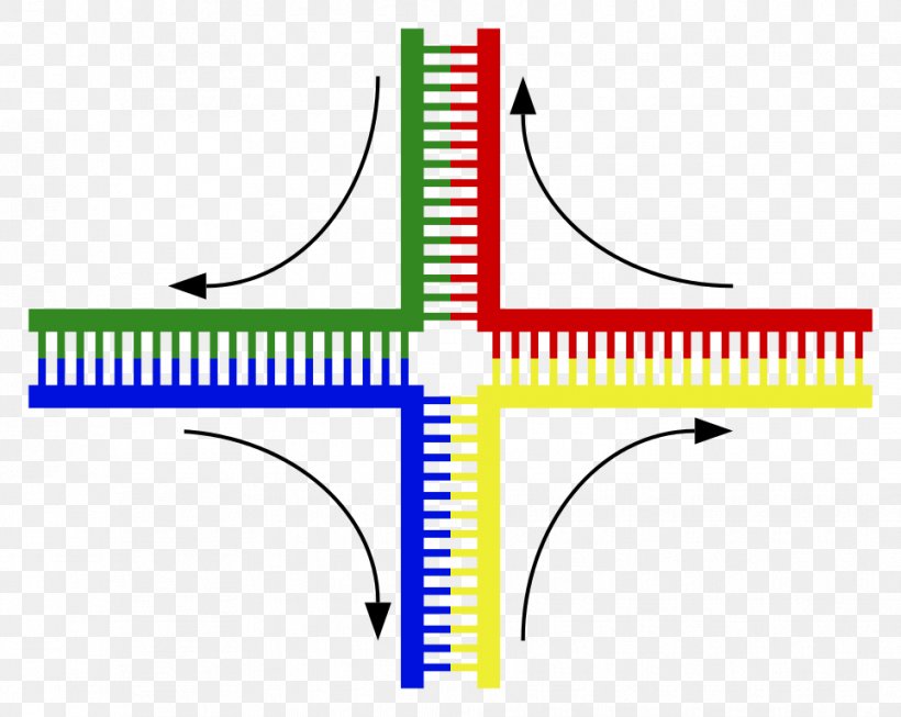 Holliday Junction DNA Genetics Chromosomal Crossover Cruciform, PNG, 964x768px, Dna, Area, Atomic Force Microscopy, Biology, Cell Download Free