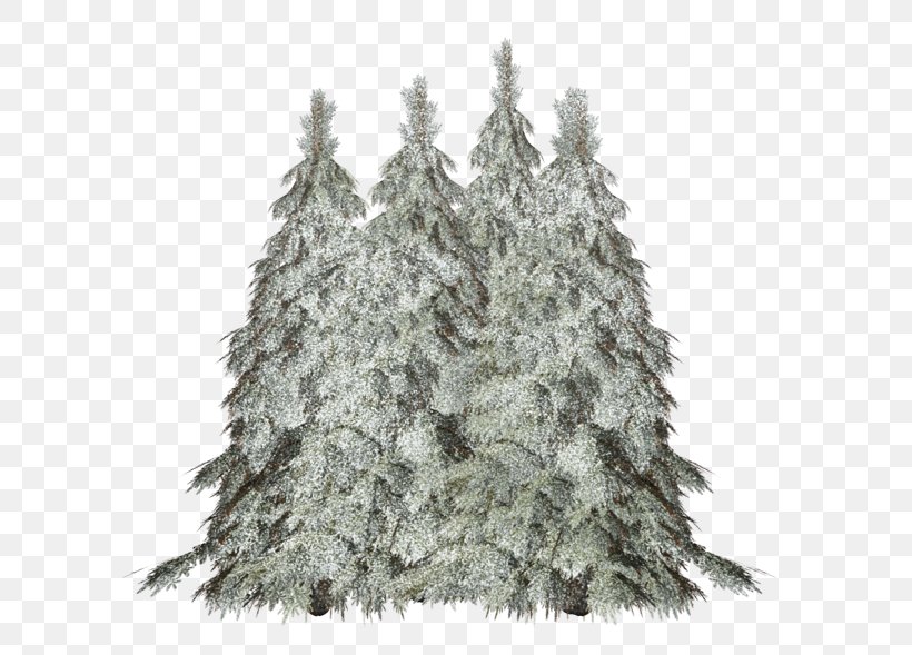 Spruce-fir Forests Spruce-fir Forests Christmas Tree Pine, PNG, 600x589px, Spruce, Branch, Christmas, Christmas Decoration, Christmas Tree Download Free