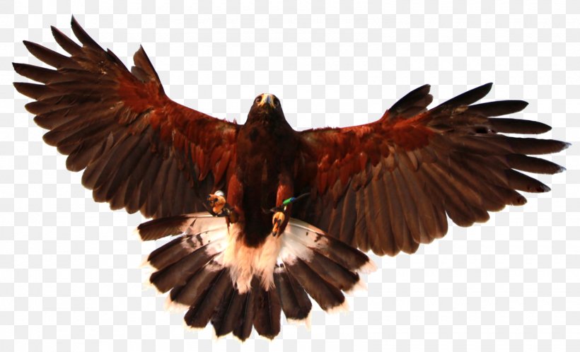 Bird Of Prey Bald Eagle Owl Hawk, PNG, 1600x973px, Bird, Accipitriformes, Bald Eagle, Beak, Bird Flight Download Free