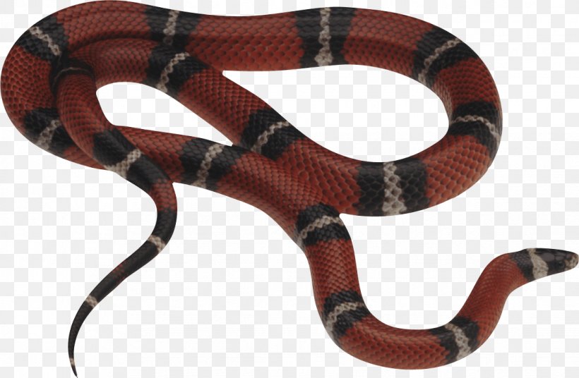 Eastern Brown Snake Reptile Red-bellied Black Snake Venomous Snake, PNG, 1133x741px, Snake, Bullsnake, Christopher Mattison, Constriction, Copperhead Download Free