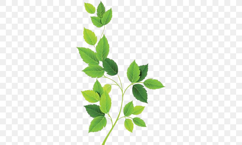 Green Leaf, PNG, 700x490px, Green, Autumn Leaf Color, Branch, Color, Herb Download Free
