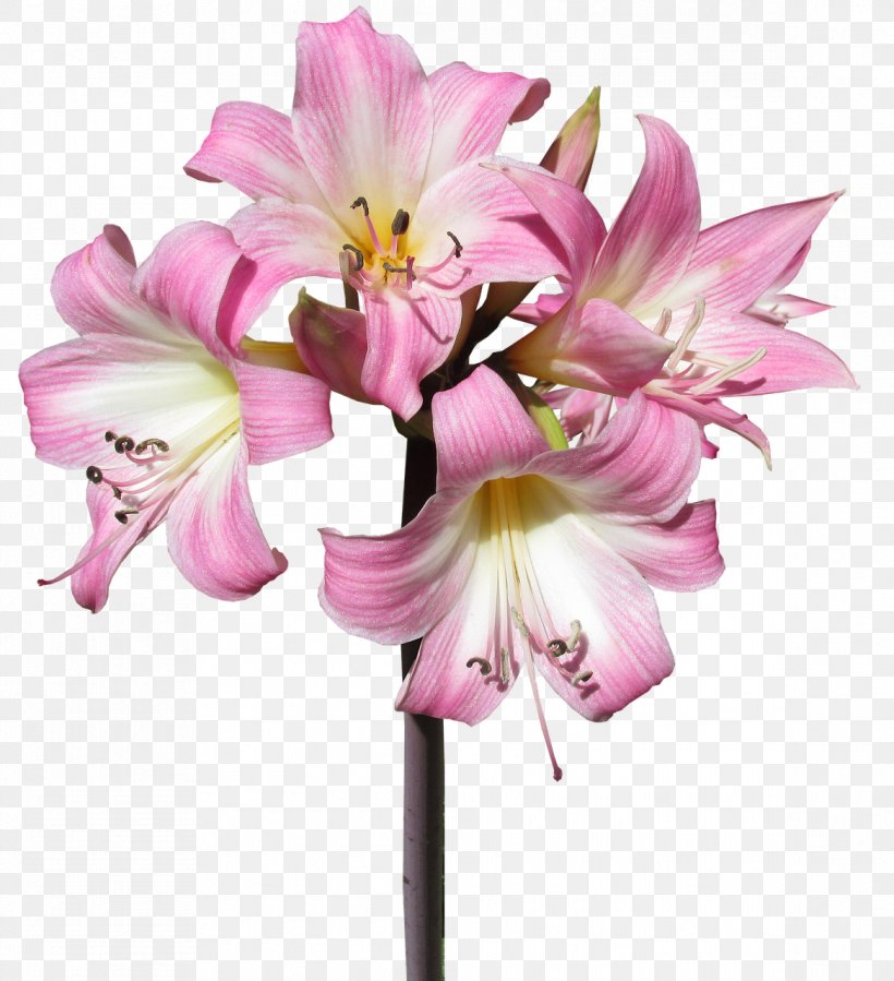 Jersey Lily Flower Belladonna Plants Lily Of The Nile, PNG, 1167x1280px, Jersey Lily, Amaryllis Belladonna, Amaryllis Family, Belladonna, Bulb Download Free