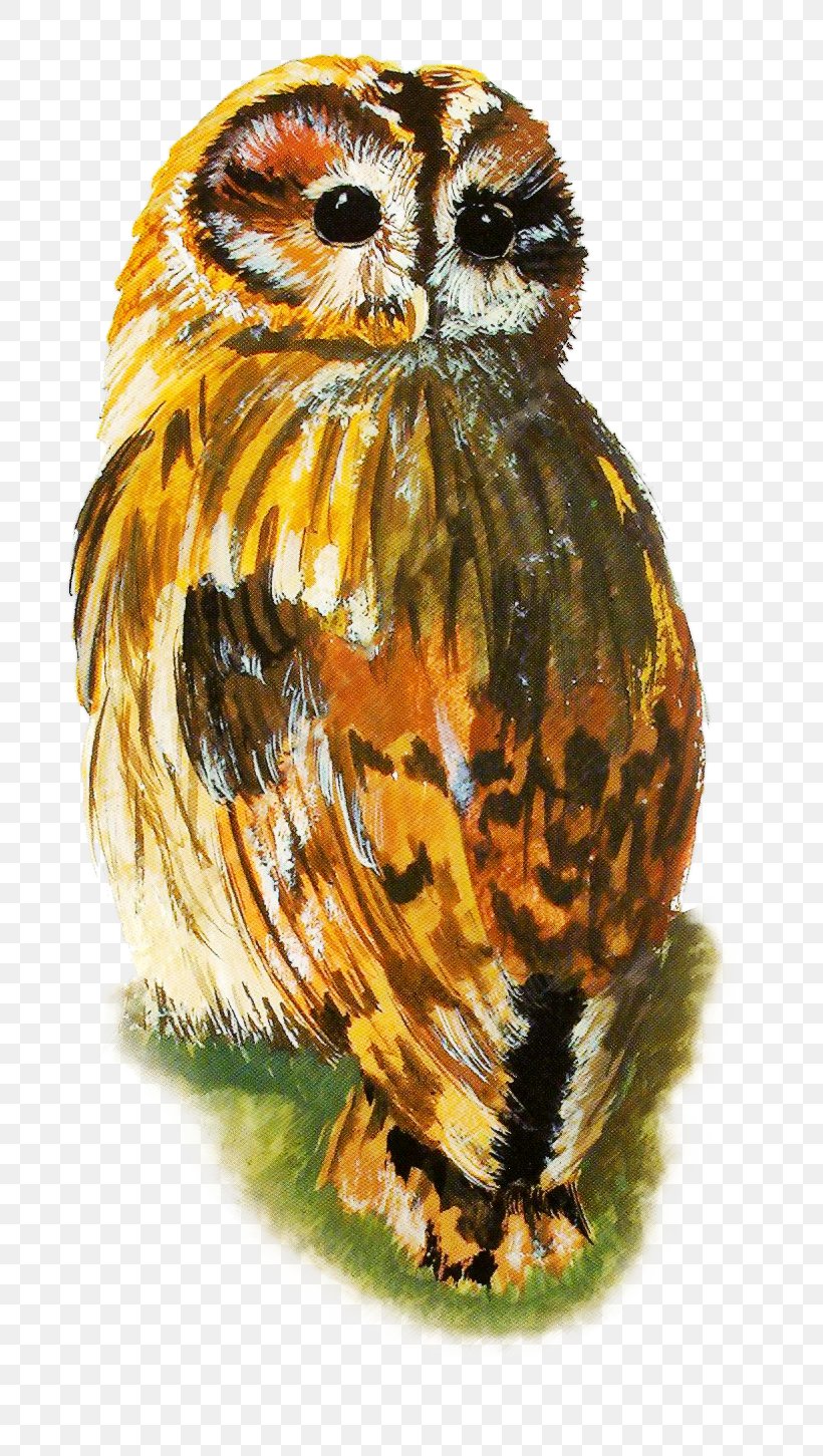 Owl Bird, PNG, 774x1451px, Owl, Beak, Bird, Bird Of Prey, Fauna Download Free