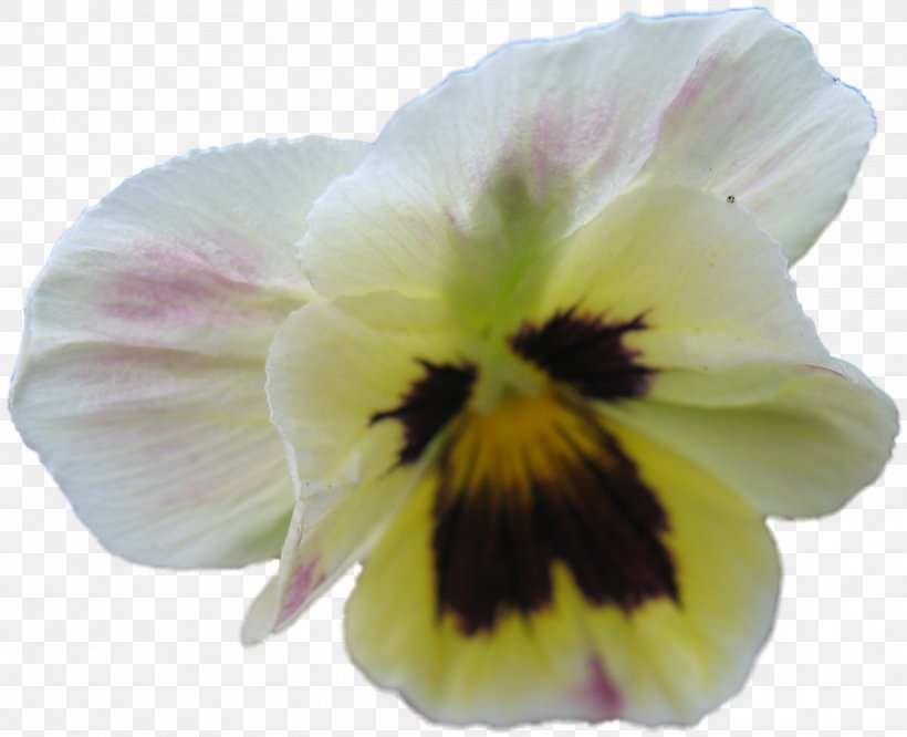 Pansy Close-up, PNG, 1924x1564px, Pansy, Closeup, Flower, Flowering Plant, Petal Download Free