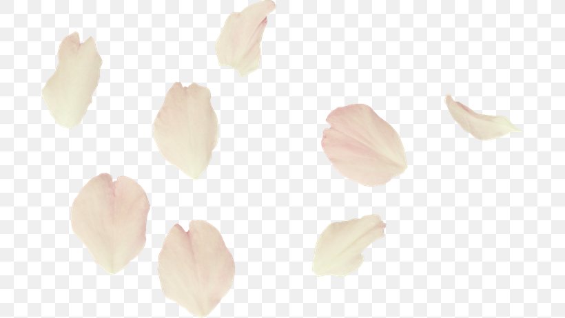 Petal Flower White, PNG, 700x462px, Petal, Art, Color, Flower, Idea Download Free