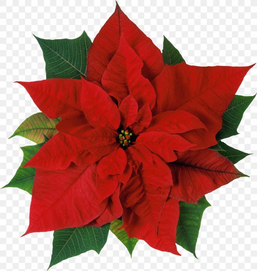 Poinsettia Flower Christmas Stock Photography Clip Art, PNG, 1212x1280px, Poinsettia, Bract, Christmas, Christmas Decoration, Christmas Lights Download Free