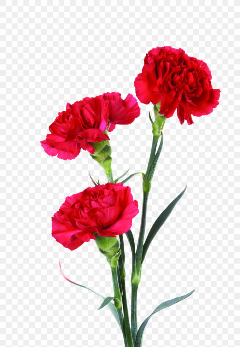Portable Network Graphics Carnation Image Clip Art Mother's Day, PNG, 2845x4113px, Carnation, Annual Plant, Caryophyllales, Cut Flowers, Dianthus Download Free