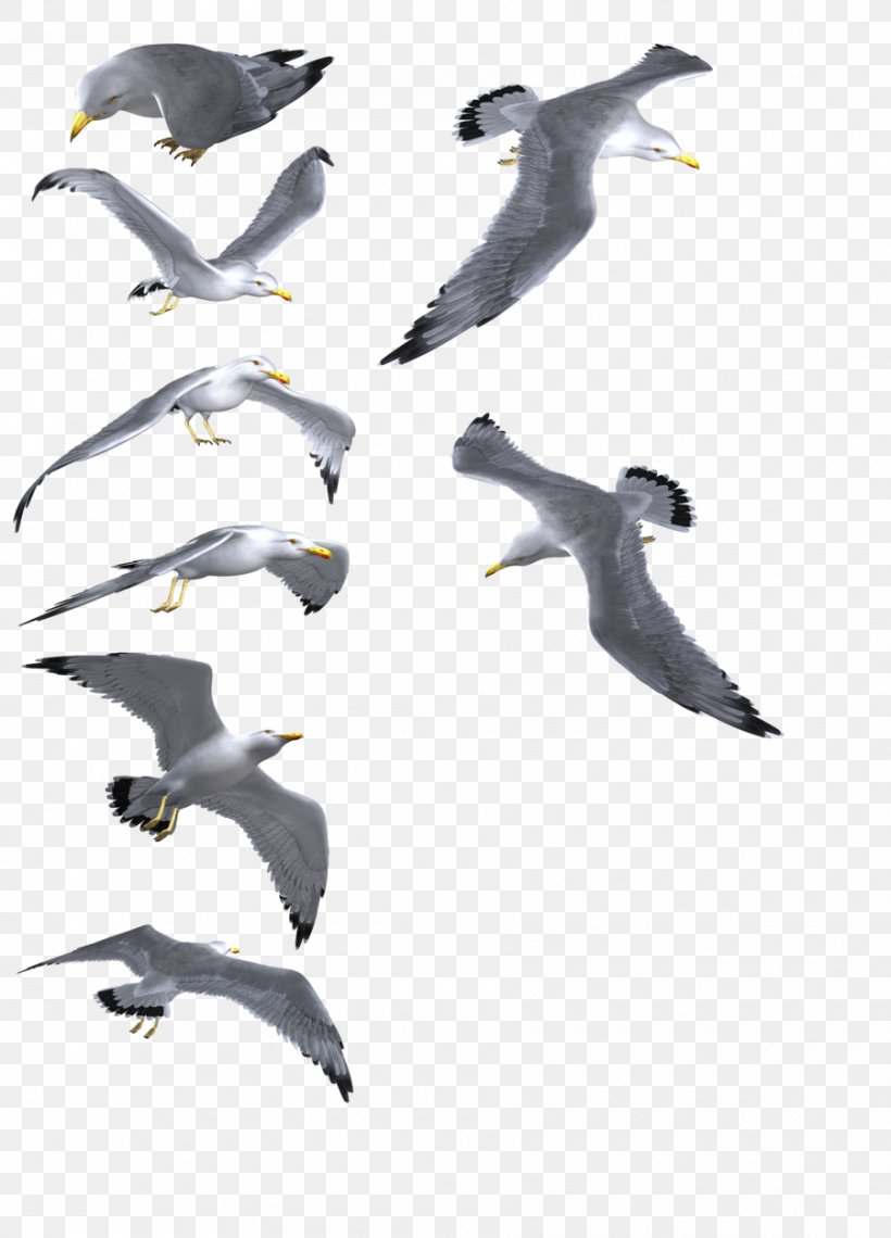 Gulls Bird, PNG, 900x1252px, Gulls, Animal, Animal Migration, Animation, Beak Download Free