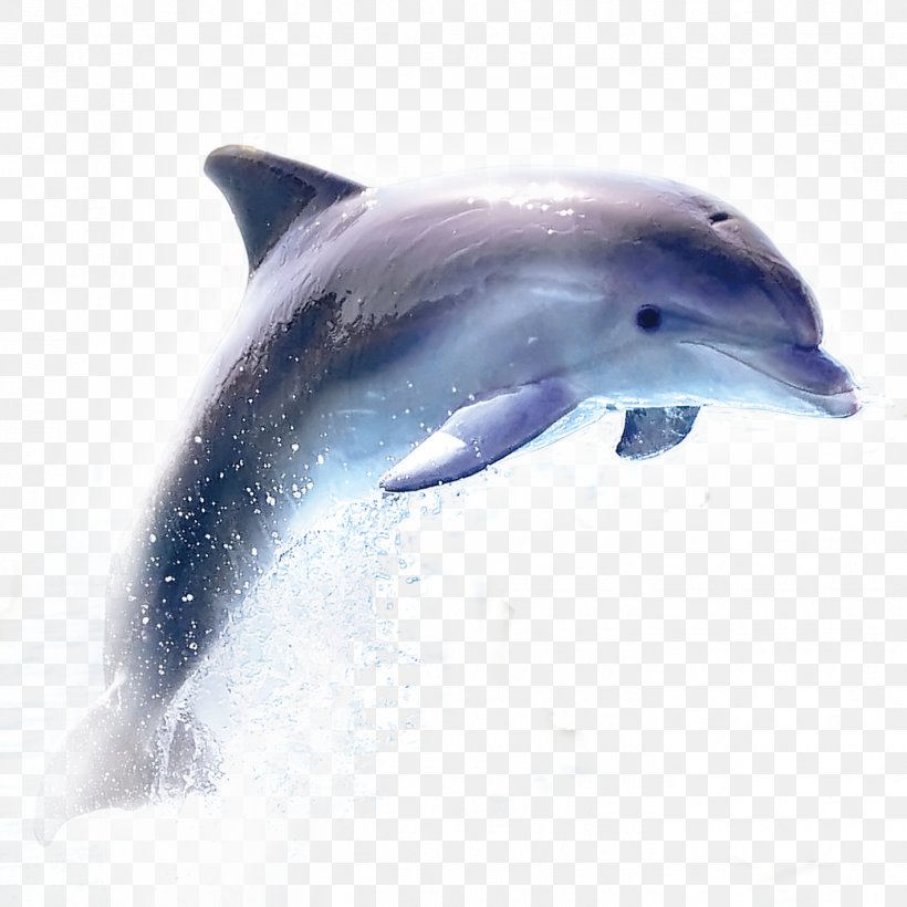 Dolphin Samsung Galaxy A3 (2017) Wireless Speaker, PNG, 1417x1417px, Dolphin, Blue, Common Bottlenose Dolphin, Fauna, Fin Download Free