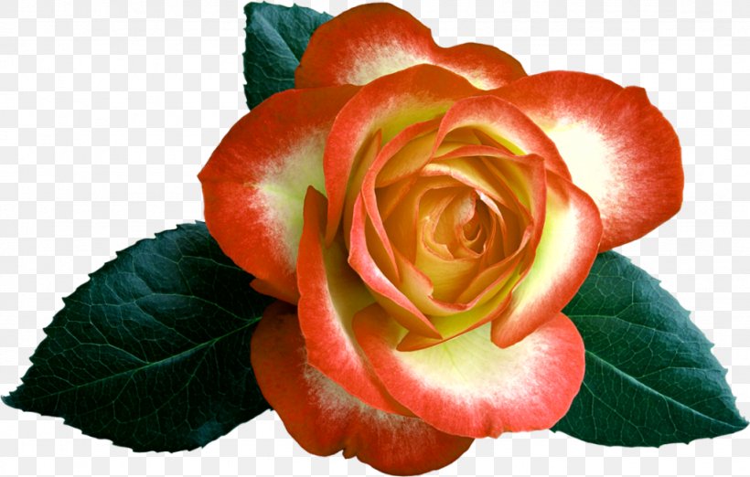 Garden Roses Cabbage Rose Floribunda Cut Flowers Petal, PNG, 1024x653px, Garden Roses, Begonia, Begonia Family, Cabbage Rose, Closeup Download Free