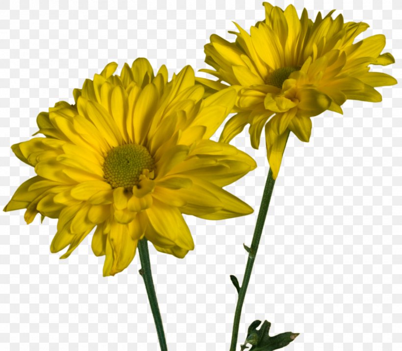 Glebionis Coronaria Cut Flowers Daisy Family Annual Plant, PNG, 1500x1313px, Glebionis Coronaria, Annual Plant, Chrysanthemum, Chrysanthemum Coronarium, Chrysanths Download Free