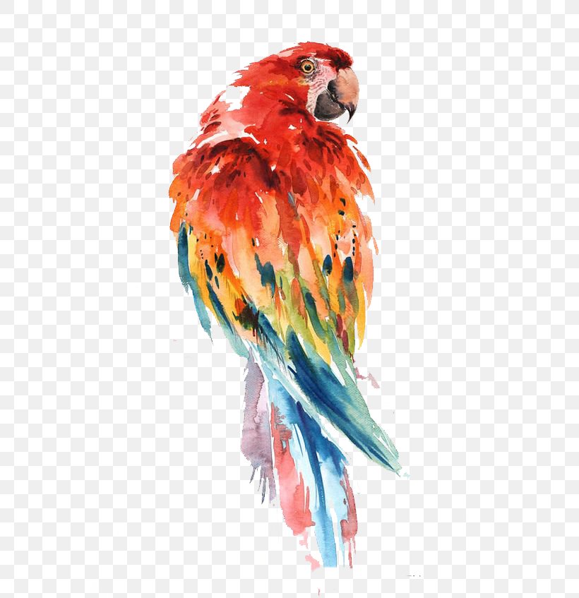 Parrot Watercolor Painting Bird Drawing Art, PNG, 564x847px, Parrot, Art, Artist, Beak, Bird Download Free