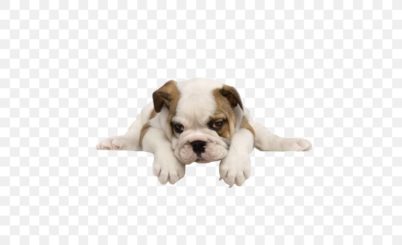 Puppy Bulldog Maltese Dog Yorkshire Terrier Pug, PNG, 500x500px, Puppy, British Bulldogs, Bulldog, Carnivoran, Coat Download Free