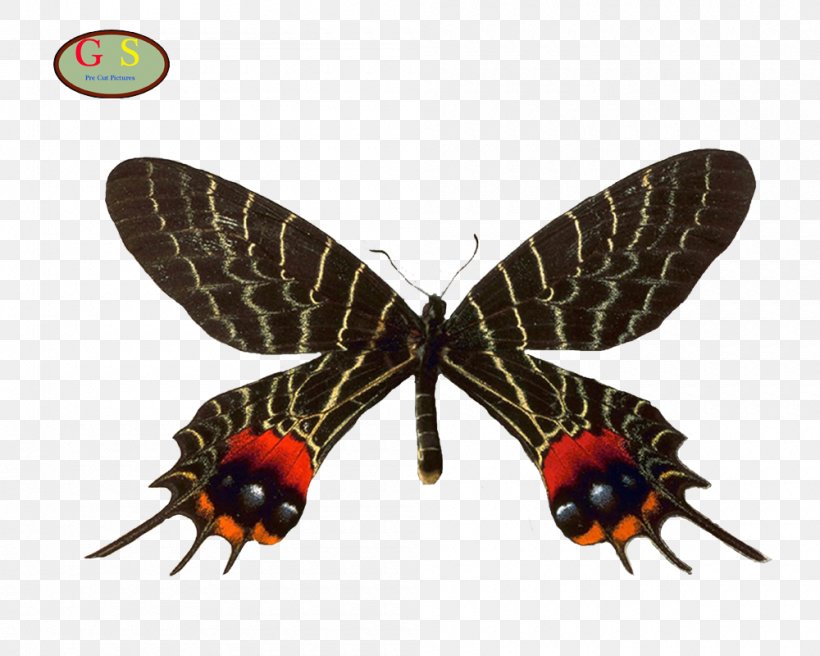 Swallowtail Butterfly Bhutanitis Lidderdalii Bhutanitis Thaidina Bhutanitis Mansfieldi, PNG, 1000x800px, Butterfly, Arthropod, Bhutanitis, Bhutanitis Thaidina, Birdwing Download Free