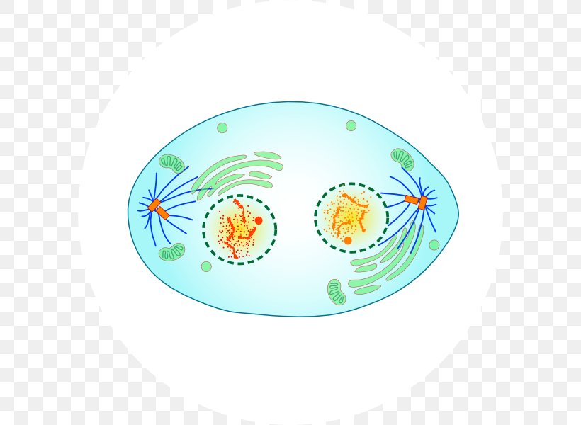 Telophase Mitosis Cell Division Metaphase, PNG, 600x600px, Telophase, Anaphase, Cell, Cell Cycle, Cell Division Download Free