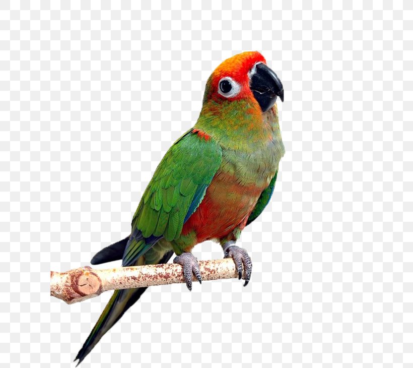 Backos Bird Clinic Dog Deerfield Beach Pet, PNG, 744x730px, Bird, Avian Veterinarian, Beak, Birdcage, Common Pet Parakeet Download Free