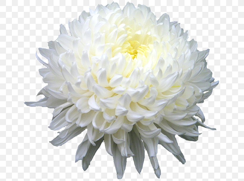 Chrysanthemum Xd7grandiflorum Chrysanthemum Indicum Chrysanthemum Tea Flower, PNG, 811x608px, Chrysanthemum Xd7grandiflorum, Birth Flower, Blossom, Chrysanthemum, Chrysanthemum Indicum Download Free