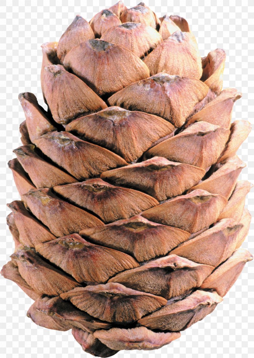 Conifer Cone Ice Cream Cones Clip Art, PNG, 1680x2366px, Conifer Cone, Cone, Conifers, Ice Cream Cones, Material Download Free
