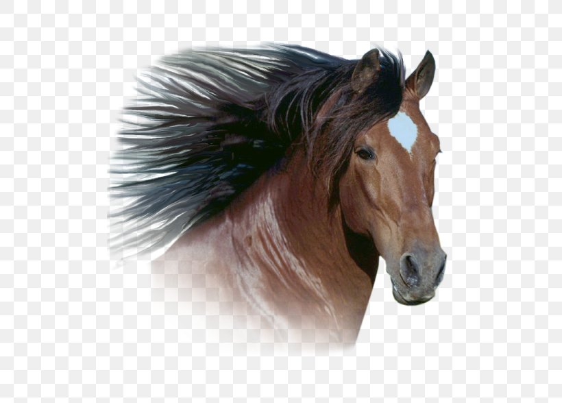 Desktop Wallpaper Thoroughbred Australian Stock Horse Gallop Stallion, PNG, 593x588px, Thoroughbred, Australian Stock Horse, Bay, Bridle, Collection Download Free