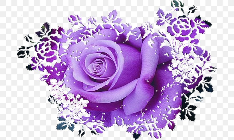 Garden Roses Purple Clip Art, PNG, 700x491px, Garden Roses, Birthday, Blue Rose, Color, Cut Flowers Download Free