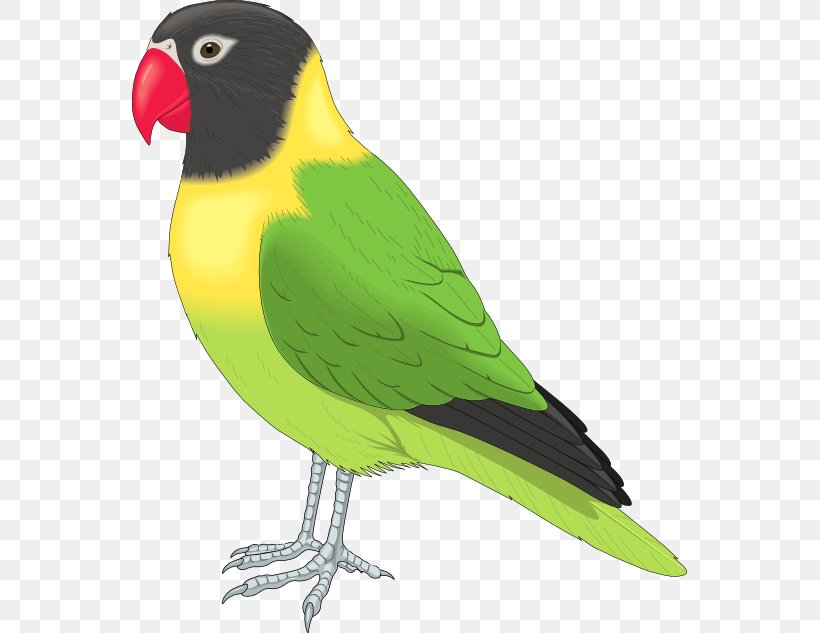 Lovebird Parrot Clip Art, PNG, 555x633px, Bird, Beak, Blog, Common Pet Parakeet, Endotherm Download Free