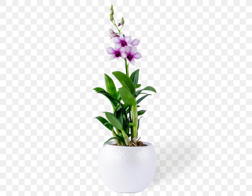 Moth Orchids Dendrobium Flowerpot Cut Flowers, PNG, 636x636px, Moth Orchids, Cooktown Orchid, Cut Flowers, Dendrobium, Flower Download Free