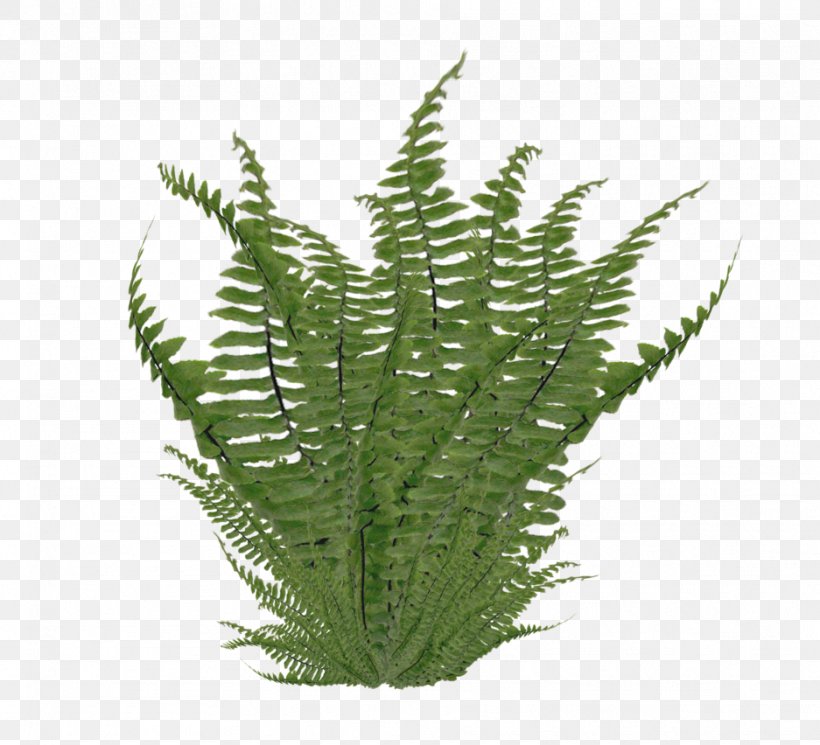 Ostrich Fern Nephrolepis Exaltata Clip Art, PNG, 937x852px, Ostrich Fern, Aquarium Decor, Ceratopteris Thalictroides, Deviantart, Equisetum Download Free