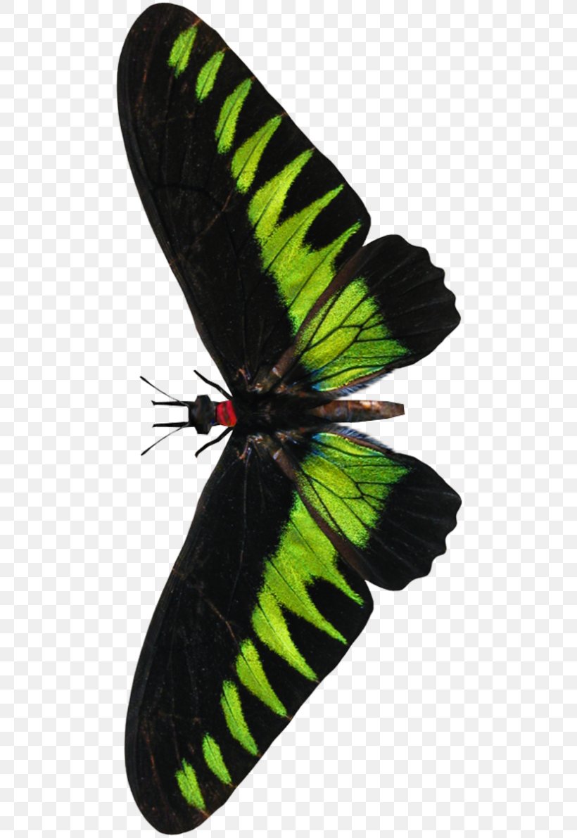 Rajah Brooke's Birdwing Insect Moth Trogonoptera, PNG, 500x1191px, Insect, Arthropod, Butterfly, Fly, Invertebrate Download Free
